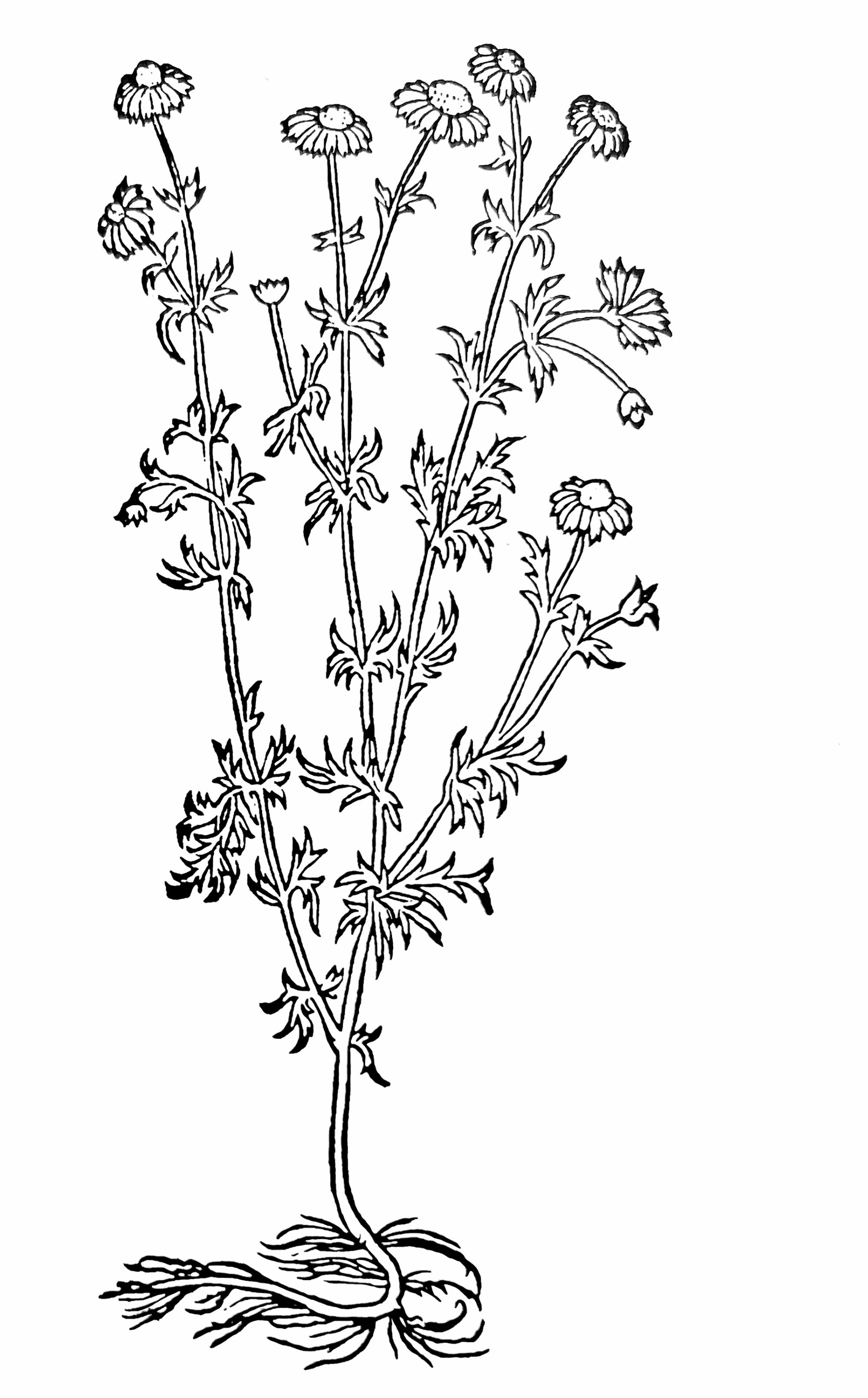 Das Krottenkraut, dem man alles zutraut (Chamomilla recutita). Holzschnitt von Hieronymus Bock, 1577